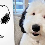 Pravi Snupi zaista postoji Pas Bejli izgleda isto kao crtani junak