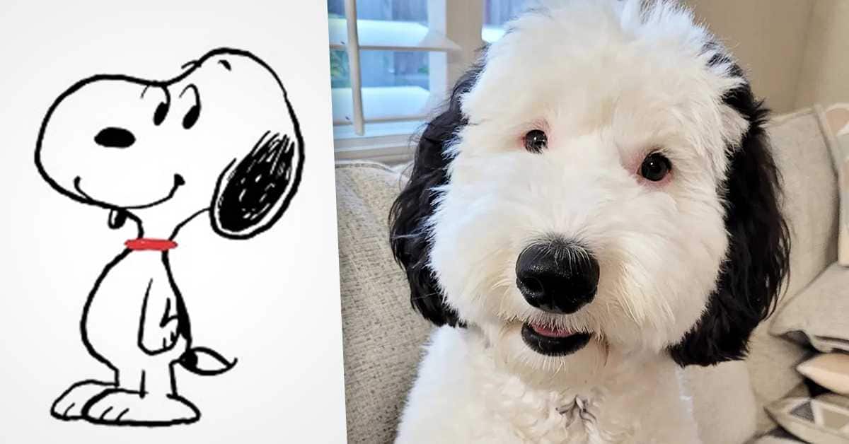 Pravi Snupi zaista postoji Pas Bejli izgleda isto kao crtani junak