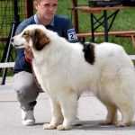 Zana od Badrova iz Livna proglašena najljepšim psom na izložbi tornjaka