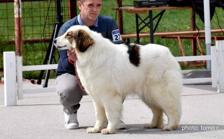 Zana od Badrova iz Livna proglašena najljepšim psom na izložbi tornjaka