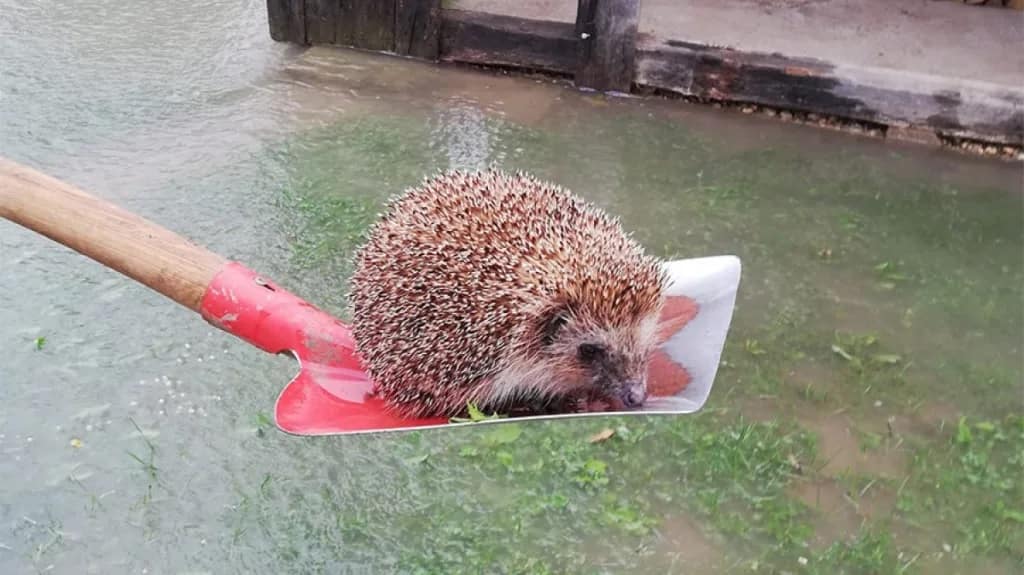 Čovjek iz Sane spasio ježa, mačku i psa od poplava