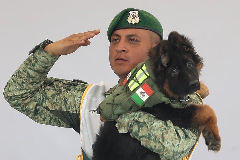 Turska poklonila Meksiku psića s imenom posebnog značenja