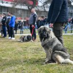 Više od stotinu takmičara 17. Klupsko prvenstvo RS za šarplanince