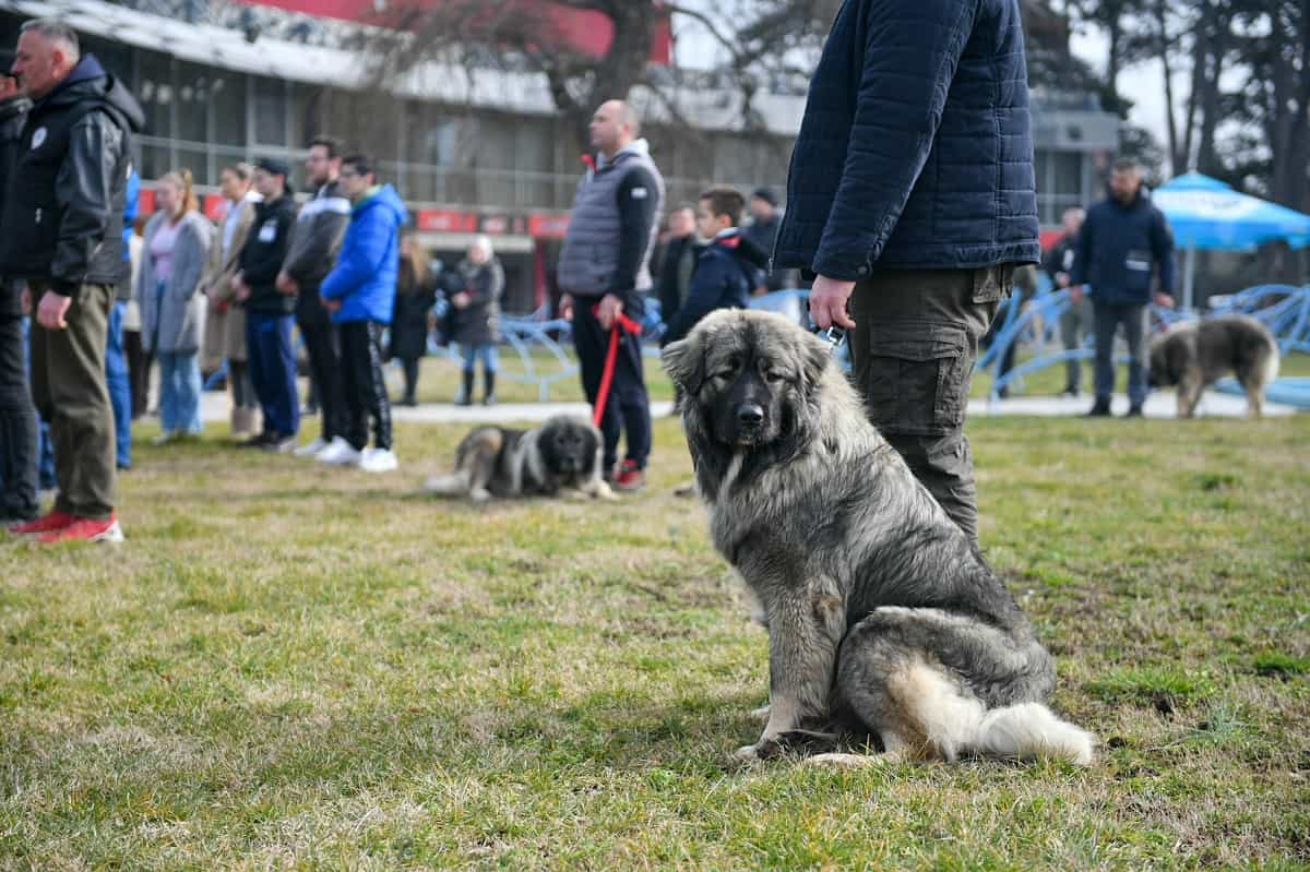 Više od stotinu takmičara 17. Klupsko prvenstvo RS za šarplanince