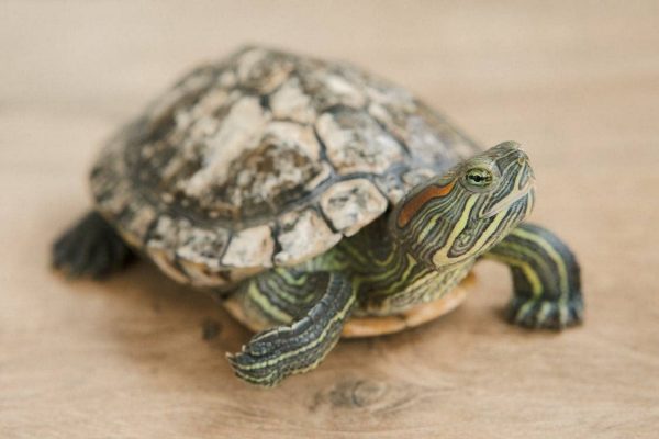 Zasto u Banjaluci nigdje ne mozete kupiti kornjacu