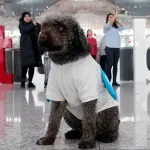 Psi terapeuti od sada će tješiti putnike na aerodromu u Istanbulu