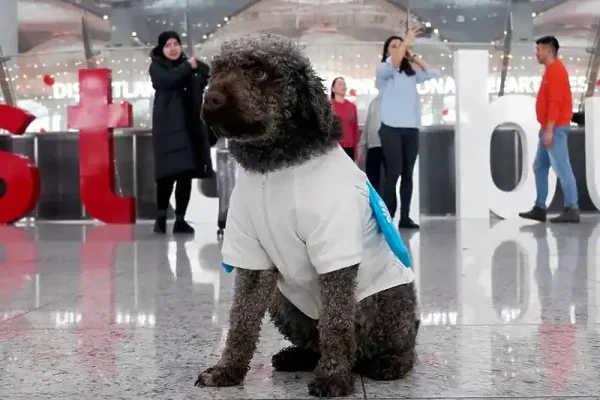 Psi terapeuti od sada će tješiti putnike na aerodromu u Istanbulu