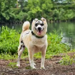 Shiba Inu koji je preživio požar postao je terapijski pas za žrtve opeklina