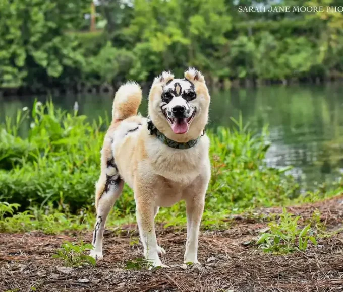 Shiba Inu koji je preživio požar postao je terapijski pas za žrtve opeklina