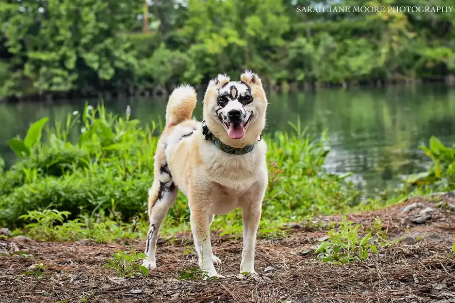 Shiba Inu koji je preživio požar postao je terapijski pas za žrtve opeklina