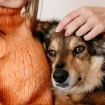 Empatija prema prirodi i životinjama ključni su za zdravo i sretno, prosperitetno društvo