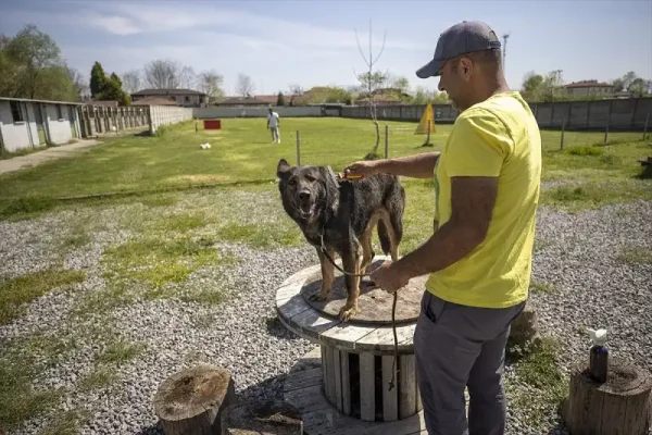 Hoteli za kućne ljubimce sve popularniji