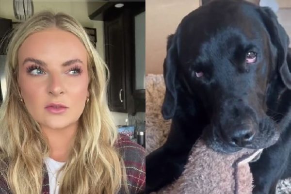 Pas pojeo bombone s marihuanom