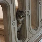 Upoznajte Bibu, šarmantnu mačku koja čuva Umjetničku galeriju BiH