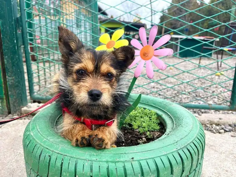 Subota U Azilu Na Manjači Dođit, Prošetajte Psa Pitajte Sve što Vas Zanima (1)