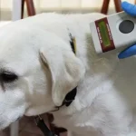 Psi i mačke u eu će morati biti označeni mikročipom