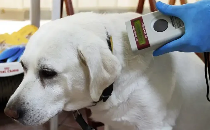 Psi i mačke u eu će morati biti označeni mikročipom