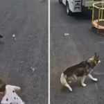 Hrabri haski skočio na medvjeda i spasio dječaka (1)