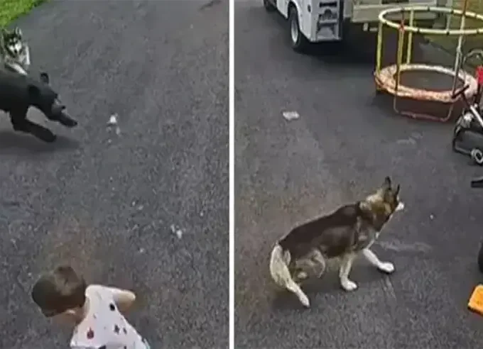 Hrabri haski skočio na medvjeda i spasio dječaka (1)