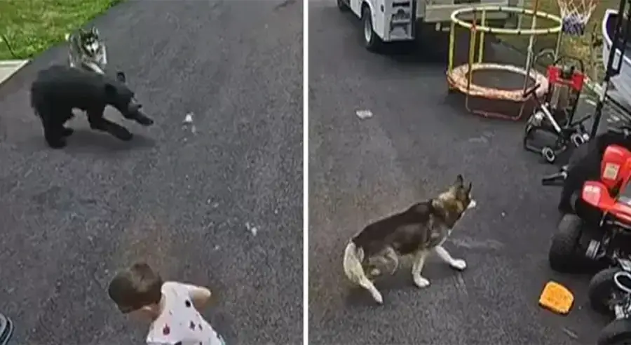 Hrabri haski skočio na medvjeda i spasio dječaka (1)