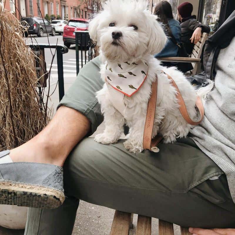 Vegetable tanned dog leash - Image 3