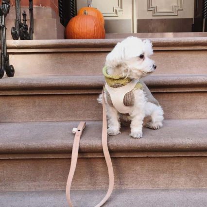 Vegetable tanned dog leash