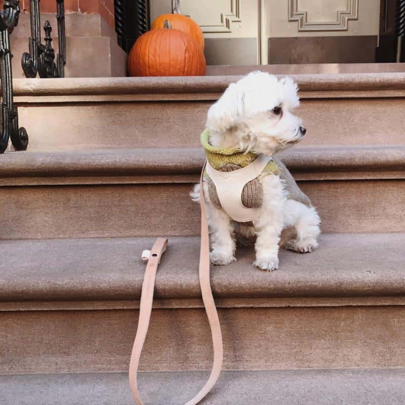 Vegetable tanned dog leash