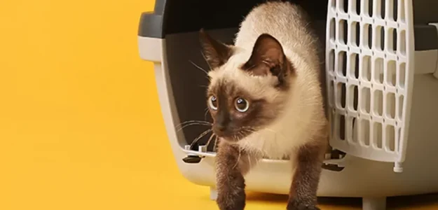 Petmark