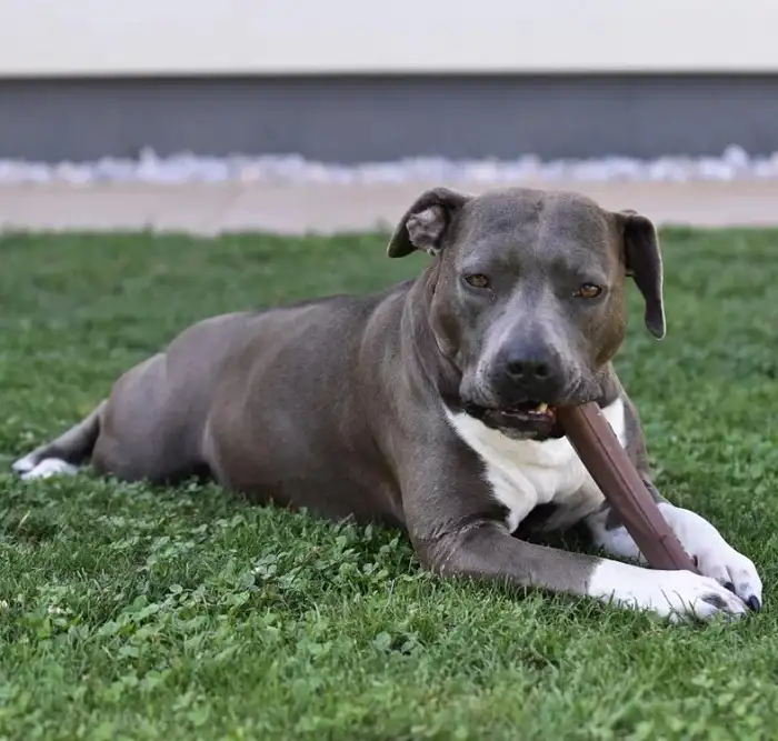 Playdog Rubber Stick gumena igračka za psa grana