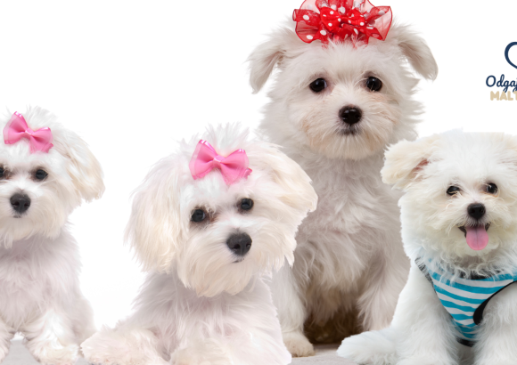 Odgajivačnica maltezera Luna