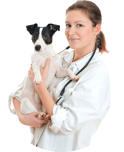 vet kutak veterinari vet ambulante petmark