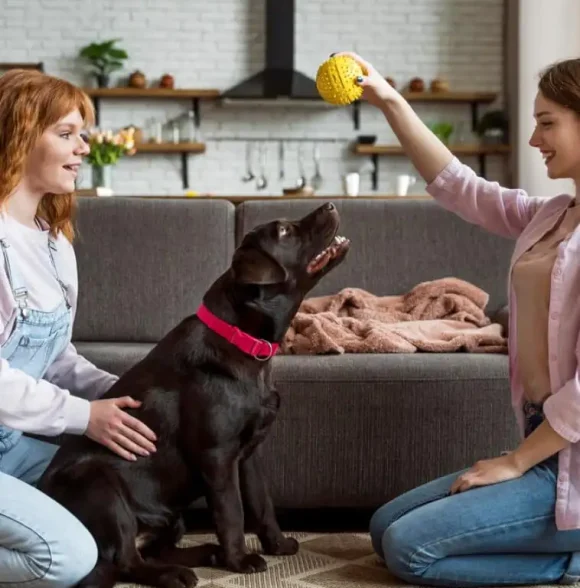 Odgajivačnica maltezera Luna