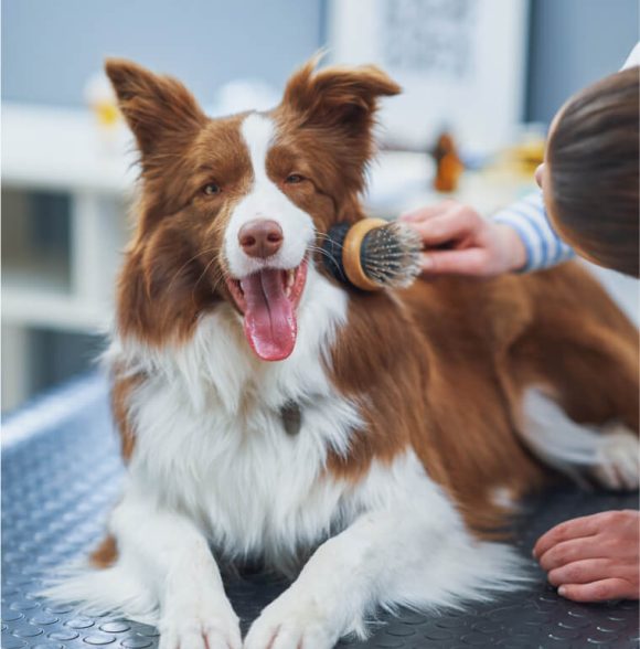 Odgajivačnica maltezera Luna
