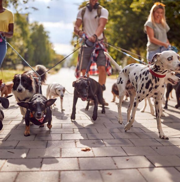 Odgajivačnica maltezera Luna
