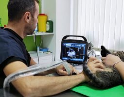 Veterinarska ambulanta BL VET