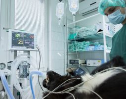 Veterinarska stanica VETLIFE